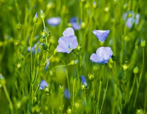 Urban Homesteading – Finishing Wood With Flax and Pine Image